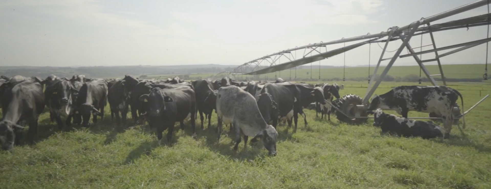 Brazilian Dairy Operation Depends on Center Pivot Irrigation